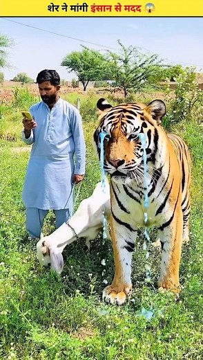 जब शेर ने मांगी इंसान से मदद 😱