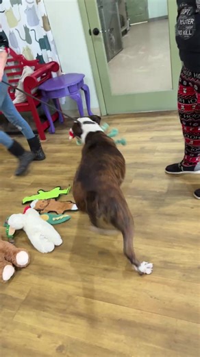 Humane Society of Highlands County on Reels