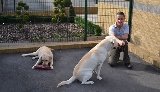 Doggy Day Care in London