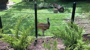 4.2K views · 204 reactions | Neo is a southern cassowary, the largest of three living cassowary species (the other two are the northern cassowary and dwarf cassowary). She is still growing, but when she is full grown, she will be about 5.5 feet tall and weigh up to 160 pounds! Male southern cassowaries are smaller than females and can weigh up to 120 pounds. #VirtualVitaminZ #DetroitZoo #WorldCassowaryDay | Detroit Zoo | Facebook