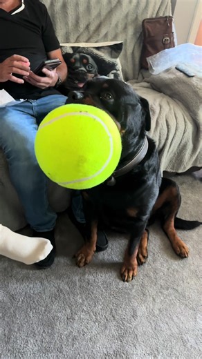 Just a soft boy in love with a Giant Tennis Ball … 😂🩵 & it’s on sale! 🤪 #dogtok #rottweiler #rottweilersoftiktok #dog #gianttennisball