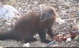 'Fisher Cat' Climbs a House to Catch a Cat