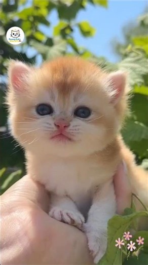 Tiny Kitten Meowing 😻💕 Cutest Meow Ever! #tinykitten #kittenmeowing #shorts