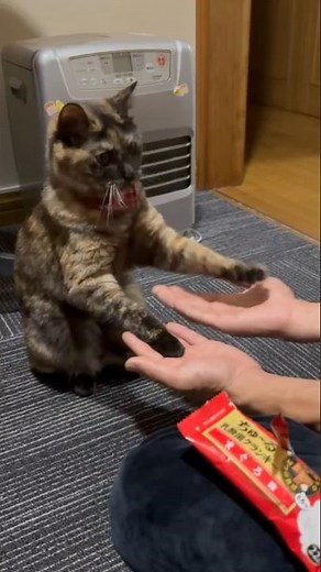 Nuko-sama #automobile #kitten #life with a cat