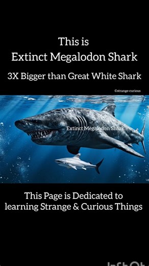 Extinct Megalodon Shark. 3X Bigger than Great White Shark. #shark #nature #sea #strangerthings