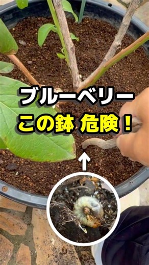 見逃すな！鉢植えブルーベリーのコガネムシ幼虫サイン