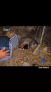 Full story of the rescued poor abandoned mother cat and her kittens! #viral | Cute Kittens
