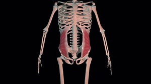clip-1068828422-this-3d-animation-shows-abdominal-internal-oblique