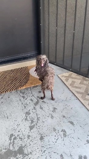 Funny Dogs Enjoying Messy Adventures