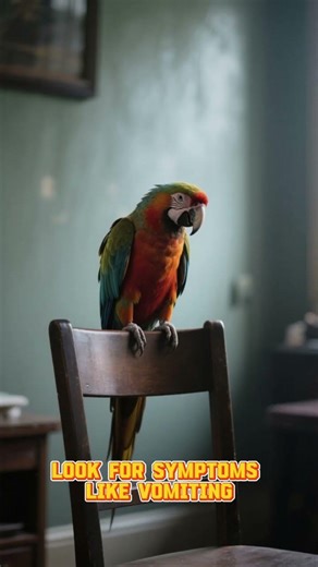 Human Medicine Poisoning in Birds: Emergency Steps Every Owner Must Know | Bird Ate Human Medicine?