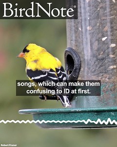 4.7K views · 531 reactions | The songs of two common finches provide a steady soundtrack in cities across North America: the House Finch and the American Goldfinch. While they can sound similar, a couple of key features help set them apart. Learn how to differentiate these finches on BirdNote Daily: birdnote.org/listen/shows/finches-singing-over-sidewalk Photo © Robert Pruner | BirdNote | Facebook