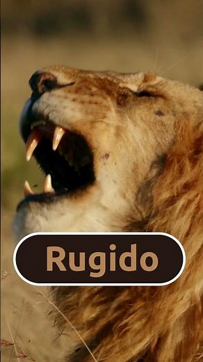 🦁 O rugido do leão 🦁