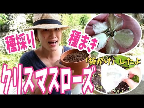 [Christmas Rose] Seed collection and sowing - I put the seeds in bags and "collected" them ♫
