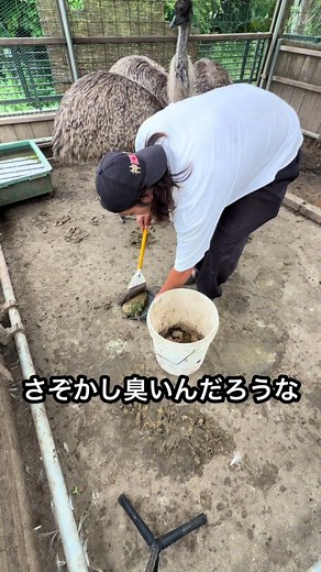 エミューのフンの有効活用法｜家庭菜園と肥料の使い方