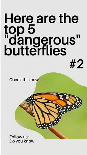 Top 5 Most Dangerous Butterflies in the World 🦋☠️ Butterfly Facts #shorts #wildlife #butterflyfacts