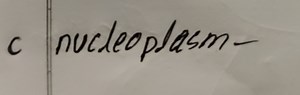 What is nucleoplasm?... | Filo
