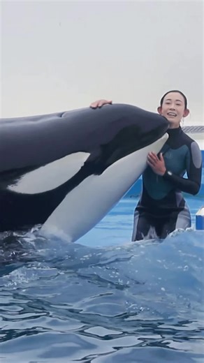 Dolphin Insights: Behavior and Habitats Explained