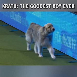 Here's me commentary on Kratu smashing the agility course at Crufts dog show. Crank it🎙 | Ozzy Man Reviews
