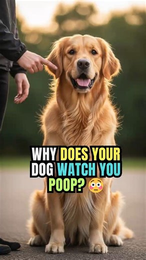 Why Does Your Dog Watch You Poop? 😳
