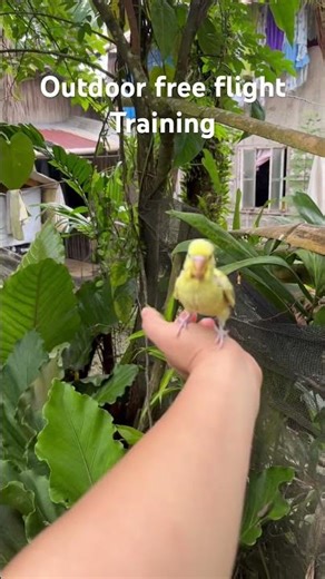 Parakeet Free Fly Outdoor Training ❤️ #birds #budgies #parakeets #freefly #flighttraining #parrot