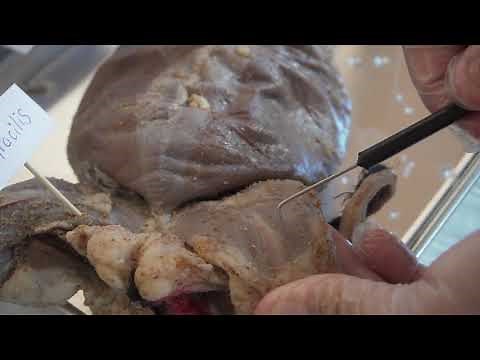 How to Dissect a Mink - Anatomy Explained