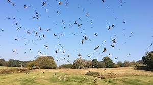 Beautiful or terrifying? Watch thousands of birds flocking together! 🐦😲 | Storytrender