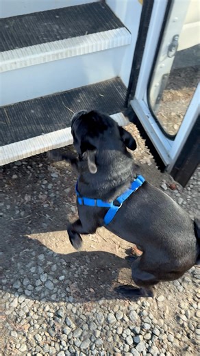 Bill had a lot of obstacles in his way…but that didn’t stop him from boarding the bus. | The Storybook Bus