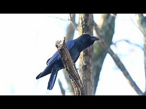 common raven call! (Corvus corax)
