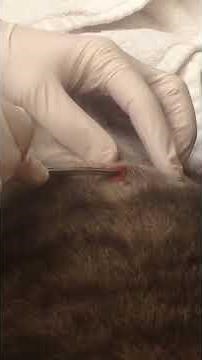 Bot fly larva removal from cat