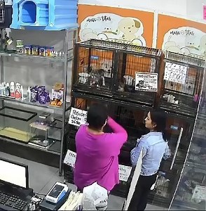 44K views · 163 reactions | Dos #mujeres fueron captadas en video mientras hurtaban dos #perros de raza pomeranian en un comercio dedicado a la venta de #cachorros y accesorios para mascotas en Jalisco | Oaxaca Digital | Facebook