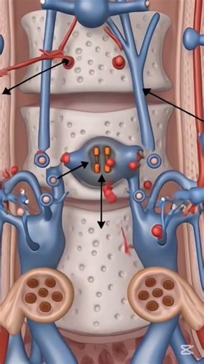 Blocking pain at the spinal cord level — how morphine works.#Morphine#Opioids#PainManagement#health