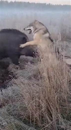 Wolf vs Wild Boar — Real Fight Caught on Phone🔥😱