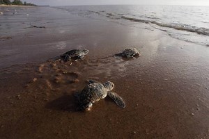 Climate change threatens sea turtle population: study