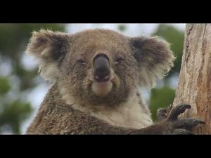 Funny Koala | 4K