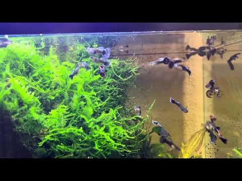 SWAMP TANK Java Moss, Subwassertang & Dumbo ear guppies (No water changes)
