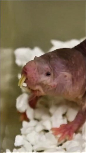 The Ugliest Animal That Almost Never Gets Cancer 😱