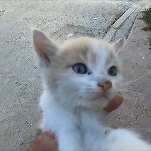 rescue a little kitten abandoned she tremble and cries from loneliness and homelessness | Cat House