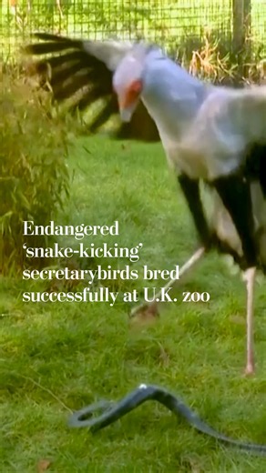 Endangered 'snake-kicking' secretarybirds bred successfully at UK zoo