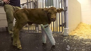 Born unable to walk on a farm that raised cattle for meat, little Howard’s prospects were grim -- but thankfully, his special needs turned out to be a blessing in disguise. The cattle farmer relinquished sickly Howard to an animal advocate, who reached out to us to give him a forever home. Now, the calf who hobbled around clumsily on splints is running carefree through pastures with his friends. Watch this video to the end to see his amazing transformation: | Farm Sanctuary