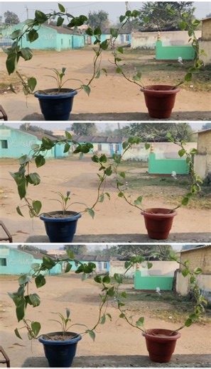 #Money plant decor ideas #diy#plant#trending Round Trellis for Your Money Plant in Minutes