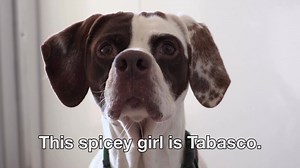 3.3K reactions · 426 shares | Become a Best Friends Guardian Angel and help homeless pets like Tabasco when they need it most. | Best Friends Animal Society | Facebook