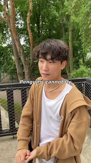 Polish Penguin - Can Penguins Fly in Poland?
