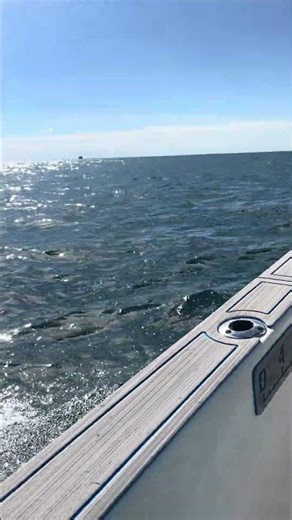 Sundance DX20 Showcase 1