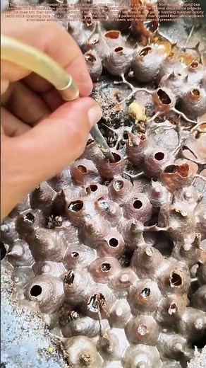 Honey Harvesting Secrets: Traditional Methods for Sustainable Beekeeping