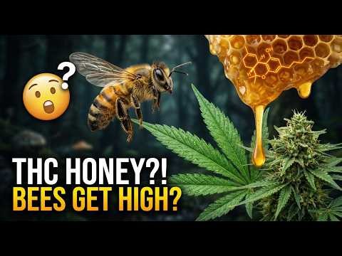 Do Bees Get High? How to make THC honey