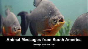 Animal Messages from South America