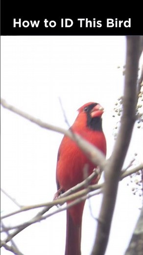 Can you ID this common songbird?