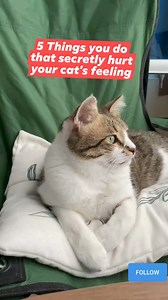 5 things you're doing that secretly hurt your cat's feelings ( must watch for cat owners) #reelsviralシ #fypreelsシ゚ #fypreelsシ゚viralシ #viralreelsシ #fypreelstrending #reelscats #catreels #catreelsfbviral #catreelsfb #fypシ゚ #reelspetlover #catcute #catcutefunny #catcutemoments | All about cats