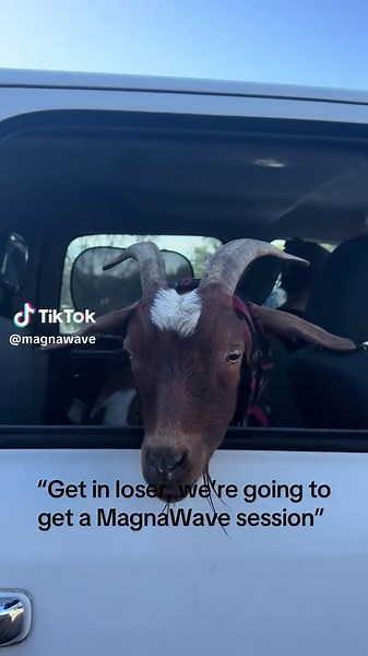 Holistic Animal Wellness with MagnaWave Therapy