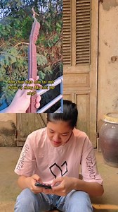 Lần đầu hai anh em ăn thử quả ô môi ở nông thôn | Hai Bố Con Nông Dân